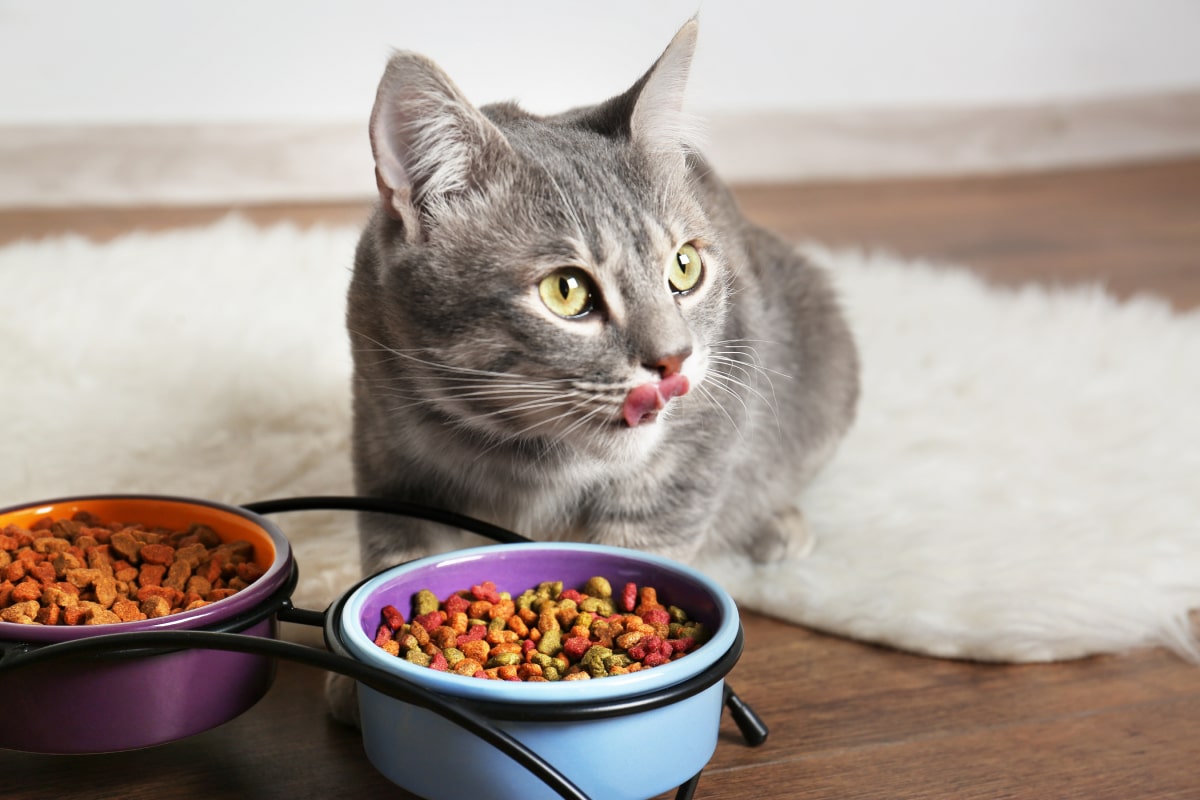 Comida para Gatos